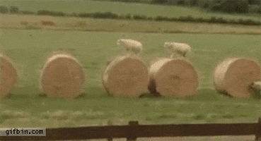 hay lambs GIF