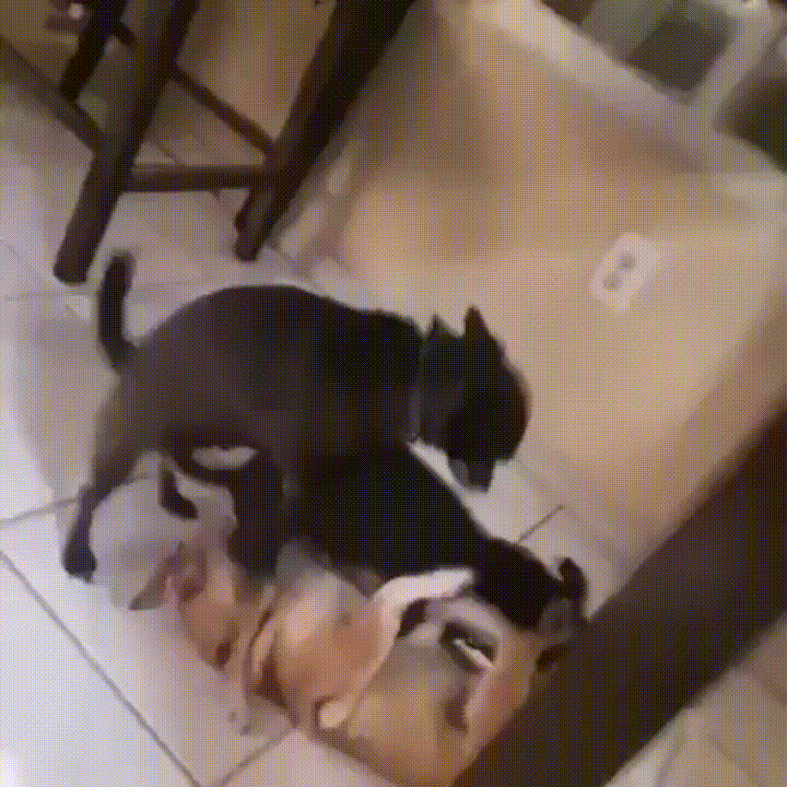 giphy.gif