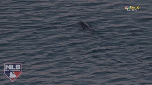 Water Baseball GIF by MLB Network