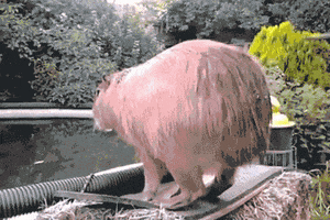 dive capybara GIF
