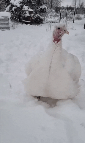 Snow Thanksgiving GIF by Storyful