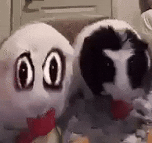 Guinea Pig Halloween GIF