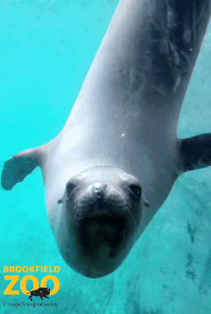 Sea Lion Swimming GIF by Brookfield Zoo