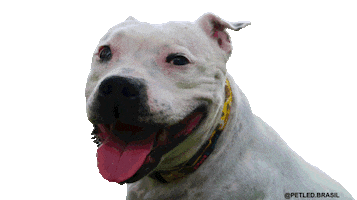 Sarah Petledbrasil Sticker by PETLED