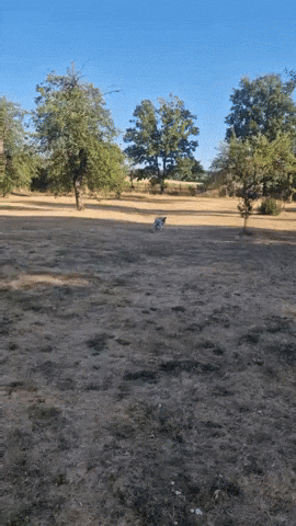 Annie Dalmatian GIF