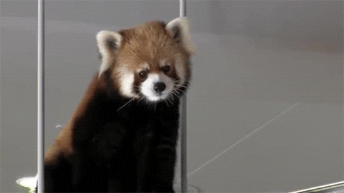 scared red panda