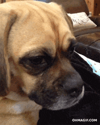 Dog-with-funny-face GIFs - Get the best GIF on GIPHY