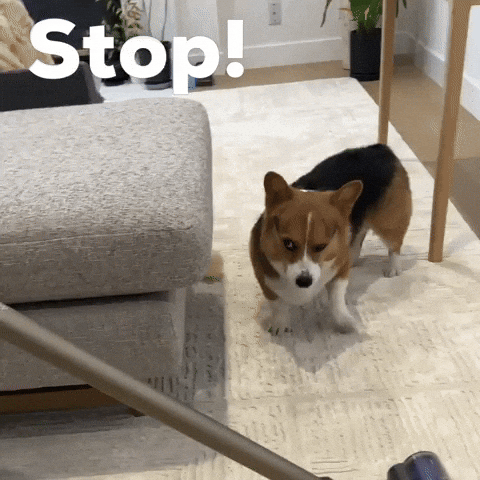 Dog Stop GIF