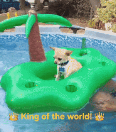 Dog Puppy GIF
