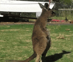 Baby Kangaroo GIFs - Find & Share on GIPHY