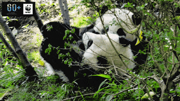 GIF by WWF España