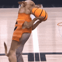 Sport Dog GIF by LA Clippers