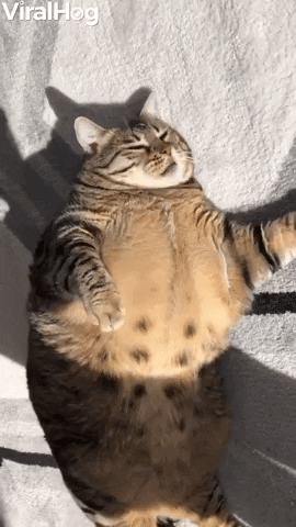 Sefa The Chonky Cat Loves To Sunbathe GIF by ViralHog