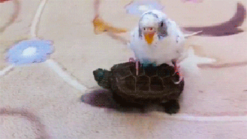  animals bird turtle animal friendship GIF
