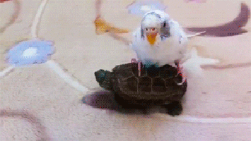 bird turtle GIF