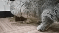 Cat And Mouse Gifs Get The Best Gif On Giphy Cat And Mouse Gifs Get The Best Gif On Giphy