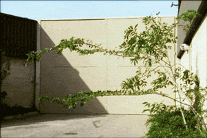 wind trees GIF by The NGB
