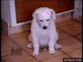 Dog GIF