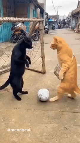 Soccer GIF