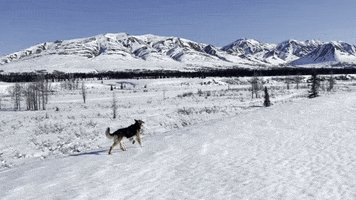 Dog GIF