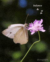 Flower Butterfly GIF