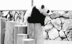 Panda Bear GIF - Find & Share on GIPHY