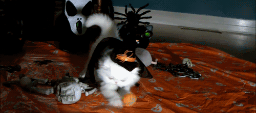 giphy.gif?cid=4d1e4f29f0d10c0c8b9b9a28978807b3be83f4840848585f&rid=giphy.gif
