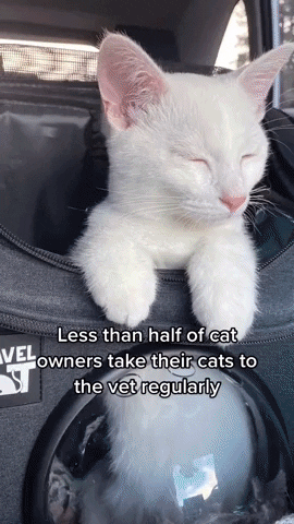 Cat Health GIF by Your Cat Backpack Travel Cat