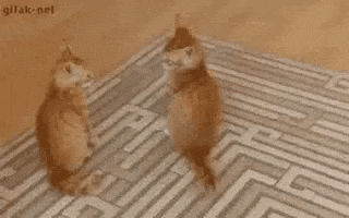 cat attack cats being jerks GIF