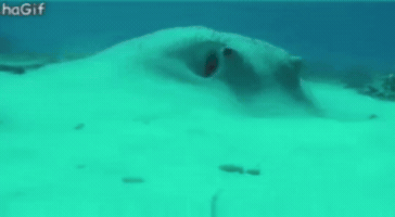Jedi GIF