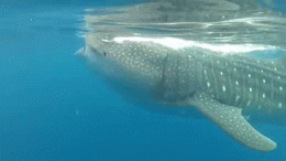 whale shark GIF