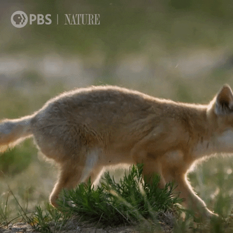 Baby Animal GIF by Nature on PBS
