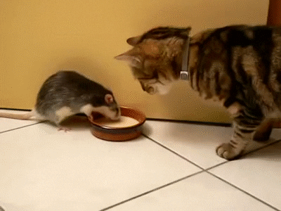 Image result for rats and cats gif