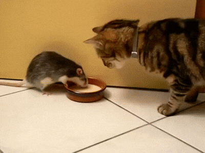 cat friendship GIF
