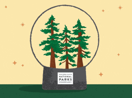 Snowglobe Redwoods GIF by Parks Conservancy