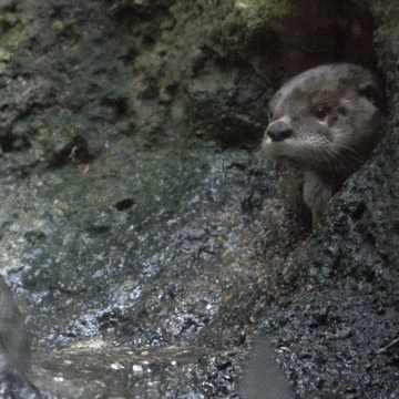 I Love You Lol GIF by Oregon Zoo