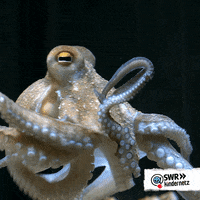 SWR-Kindernetz-oli-wilde-welt-LOtIcXgmdqjRgMfOLk