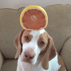 beagle's meme gif