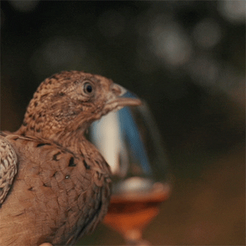 VINO J. STAVEK GIF