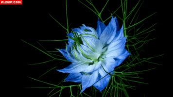 Video gif. A blue flower slowly blooms, shifting its petals more and more open.