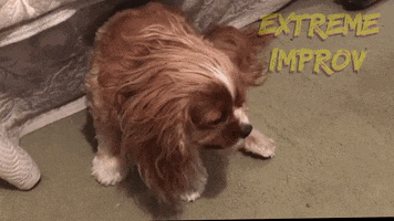 Hungry King Charles GIF by Extreme Improv