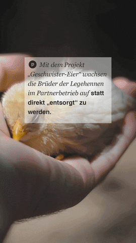 Polarstern Energie GIF