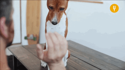 The Science Of Cute GIFs - Get the best GIF on GIPHY