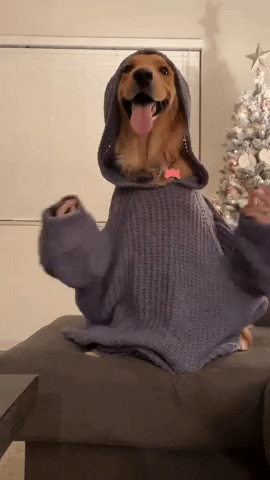 Visitphillyabbystyle dog cool comedy golden retriever GIF