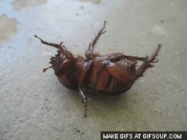 beetle GIF