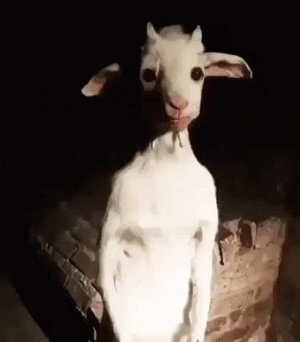 Goat GIF