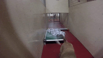 GIF by Humane Society of Northeast Georgia