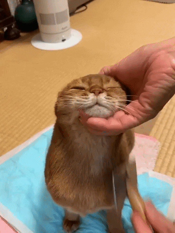 Cat Grooming GIF by JustViral.Net