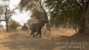 Elephant Eating GIF by BBC Earth