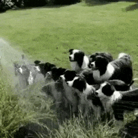 Water Dogs GIF by MOODMAN